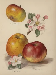 Braddicks Nonpareil, Belle de Pontoise, King of Pippins